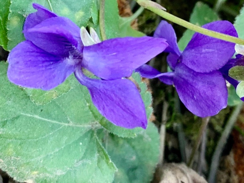 Veilchen – zauberhafte&nbsp;Frühlingsboten