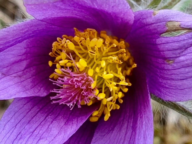 Kuhschelle – giftige&nbsp;Schönheit