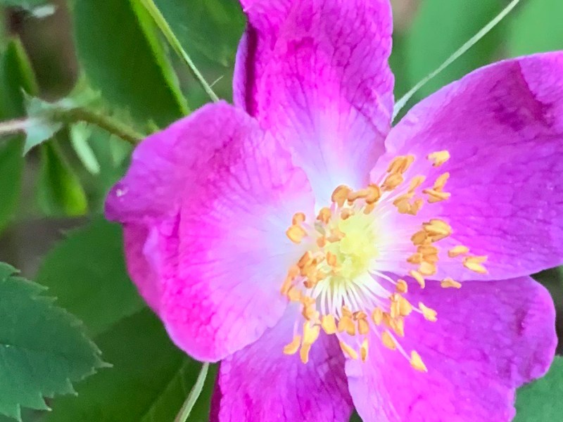 Spaziergänge im Mai