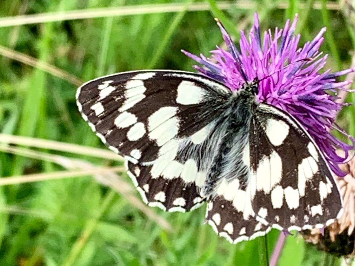 Schornsteinfeger und Ochsenaugen